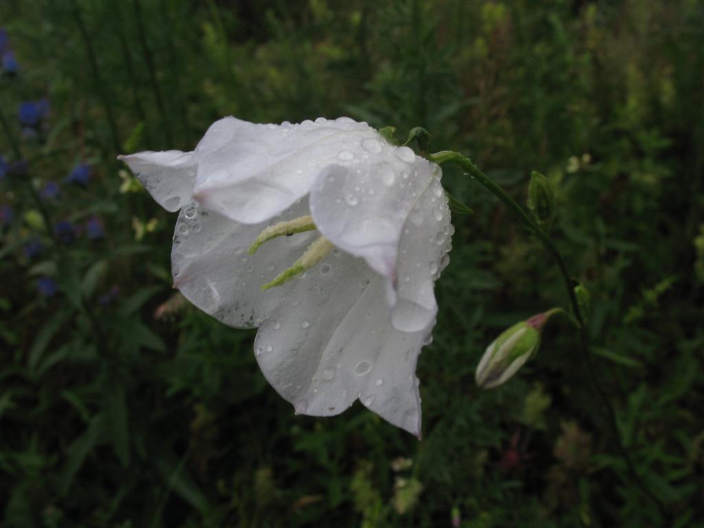 Campanula persicifolia