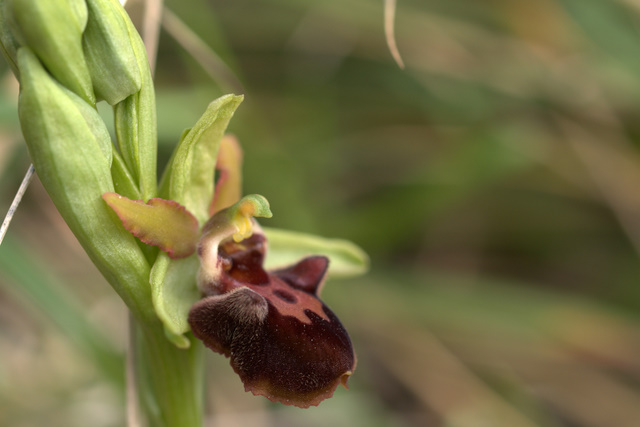 Ophrys sphegodes