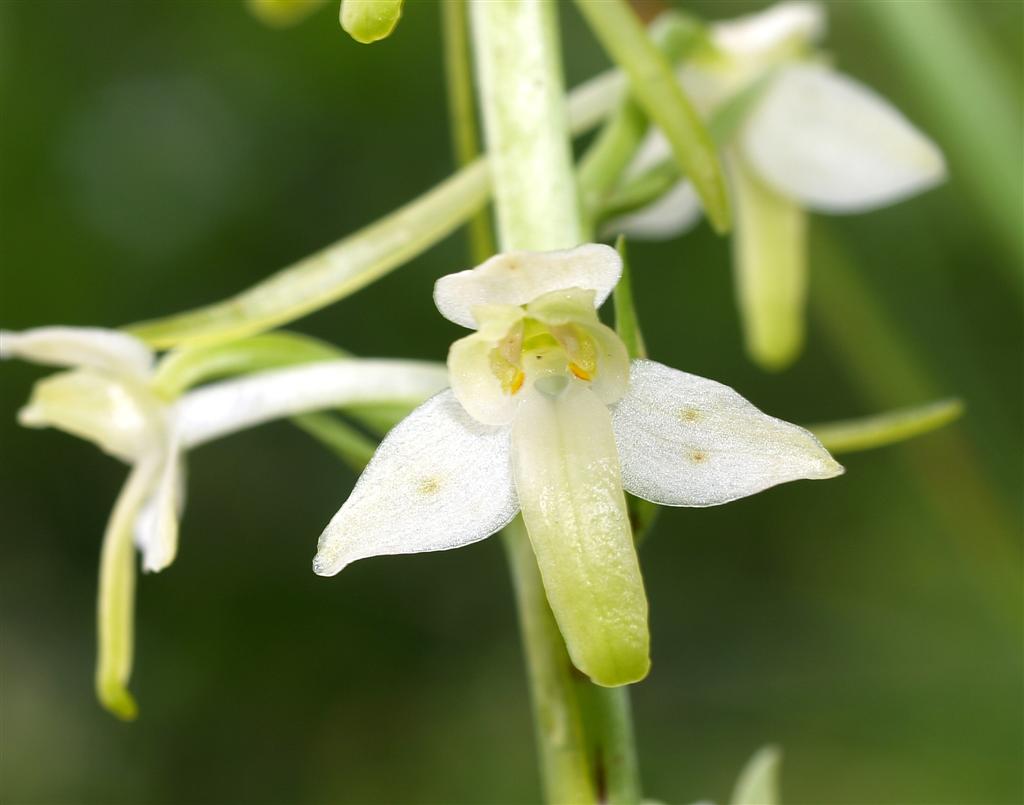 Platanthera chlorantha