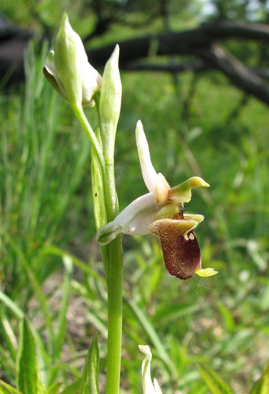 Ophrys fuciflora