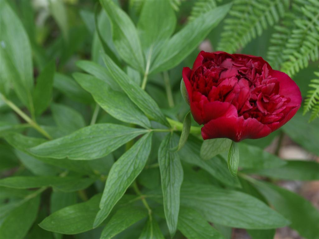 Peonia ?