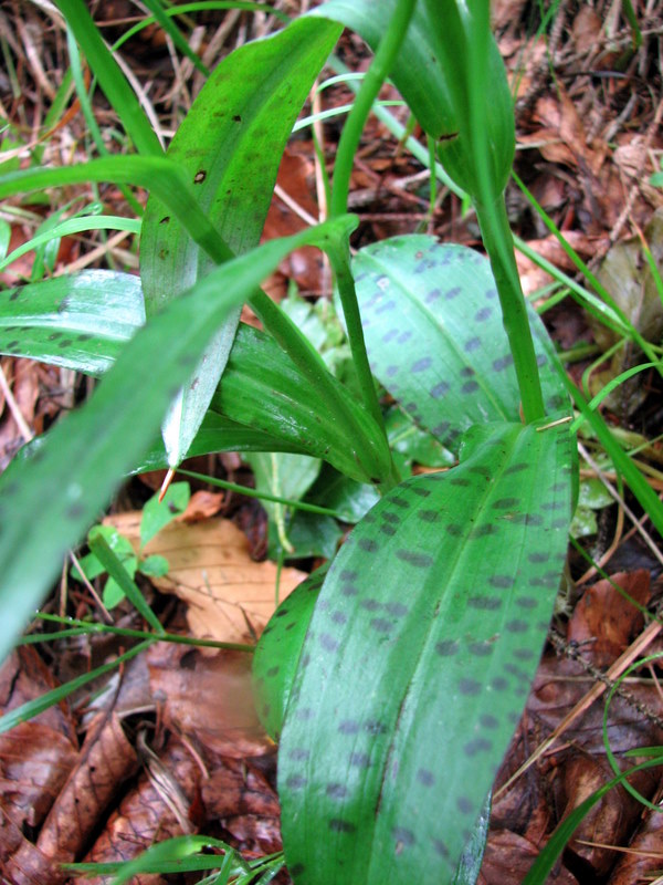 Dactylorhiza fiorita... ma senza fiori?