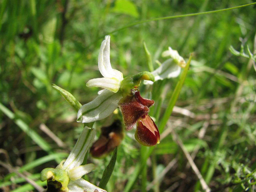 Ibrido Ophrys