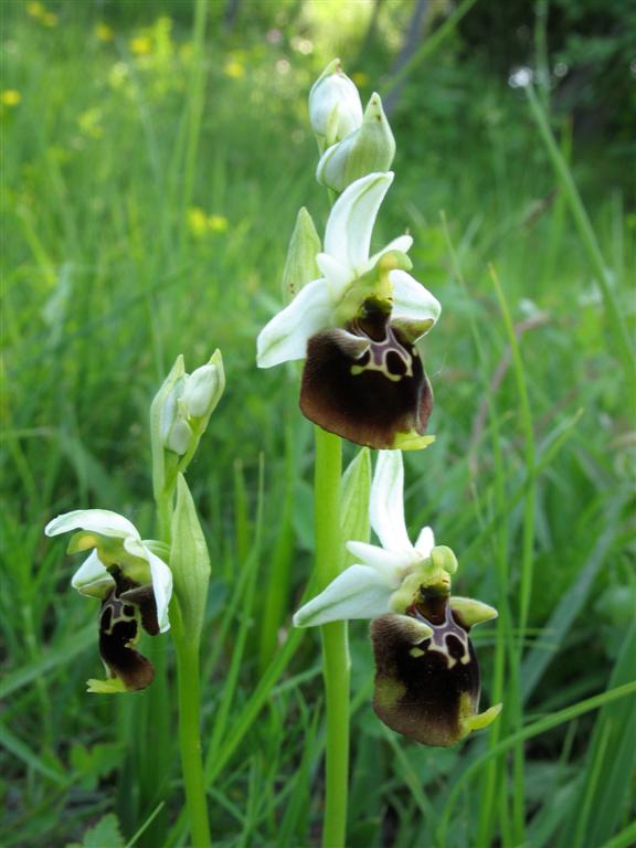 Ophrys fuciflora