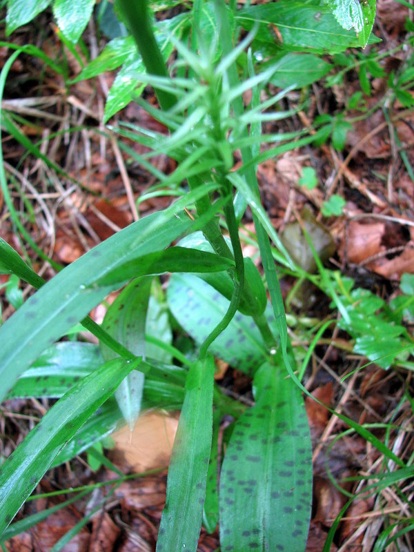 Dactylorhiza fiorita... ma senza fiori?