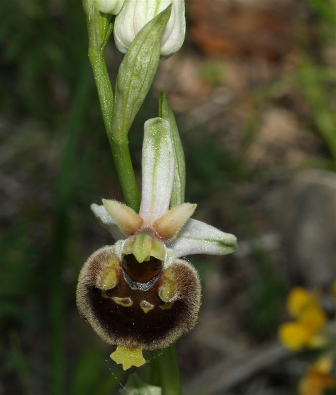 Ophrys fuciflora