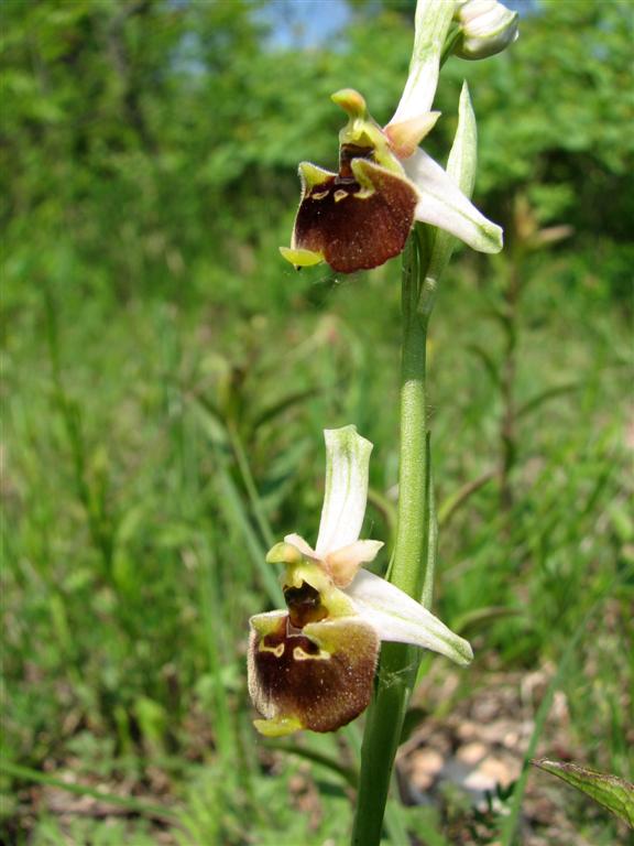 Ophrys fuciflora