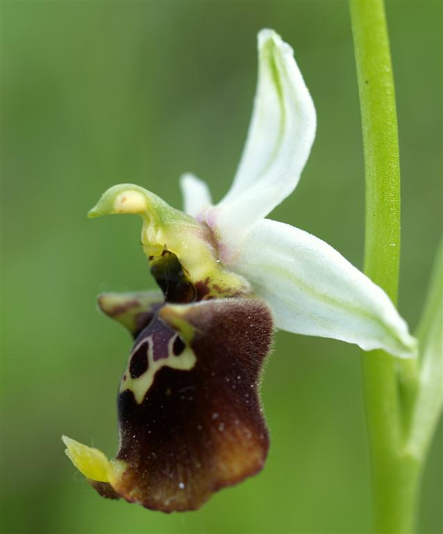 Ophrys fuciflora