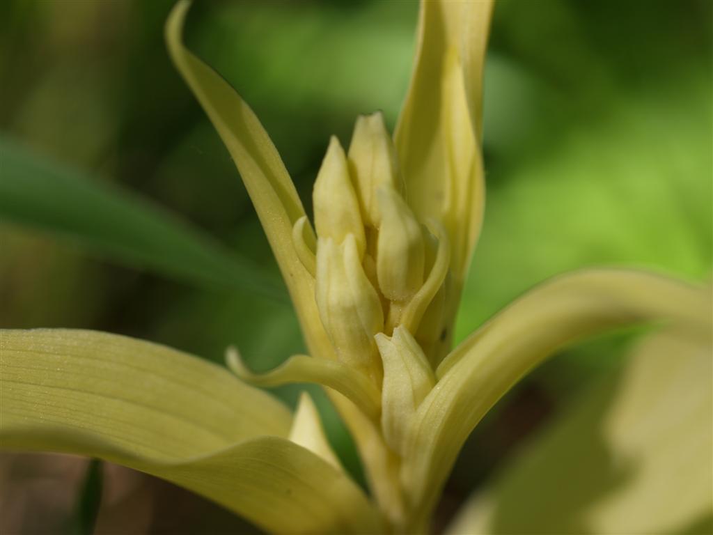 Caphalanthera Damasonium