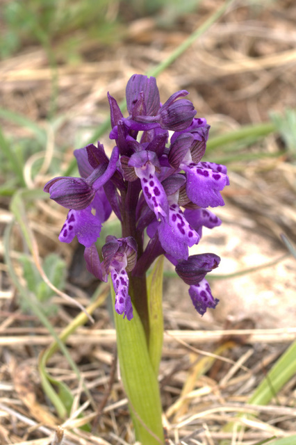 Orchis morio