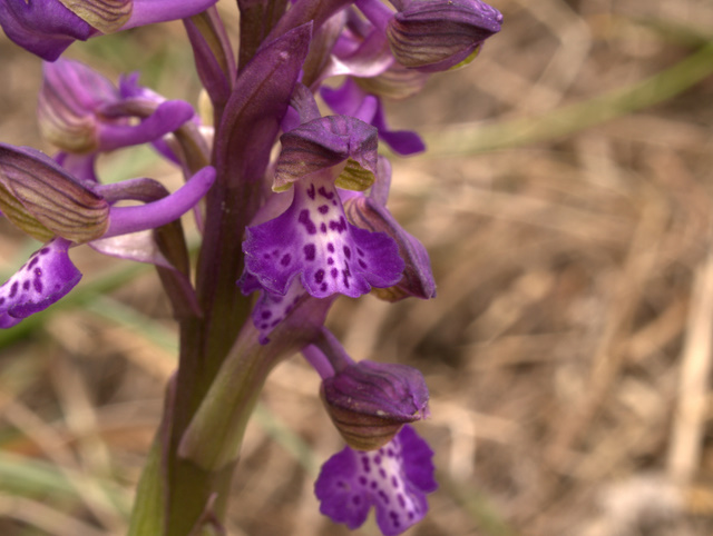 Orchis morio