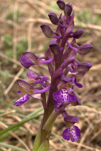 Orchis morio