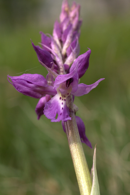 Orchidee sulle colline della citt.