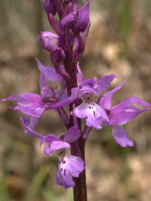 Orchidee sulle colline della citt.