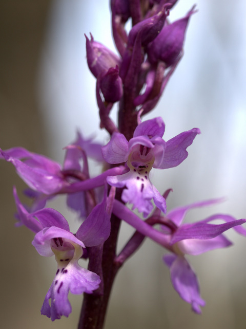 Orchidee sulle colline della citt.