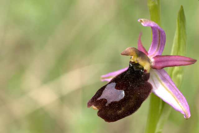 Orchidee sulle colline della citt.