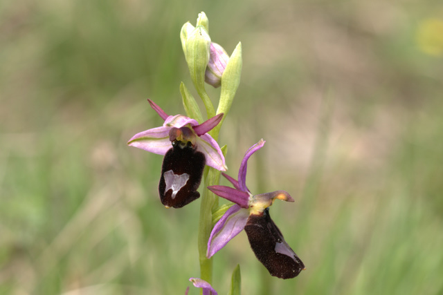 Orchidee sulle colline della citt.