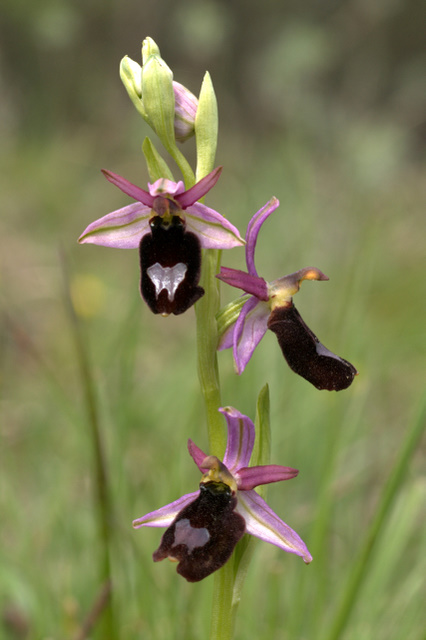 Orchidee sulle colline della citt.