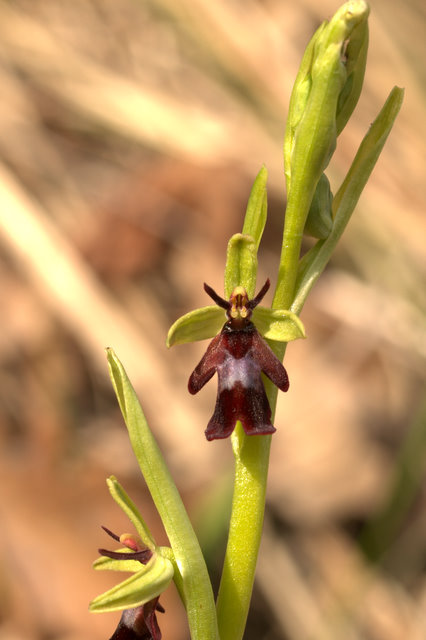 Orchidee sulle colline della citt.