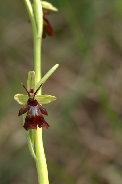 Orchidee sulle colline della citt.