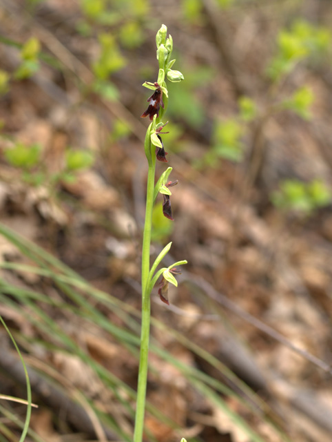 Orchidee sulle colline della citt.