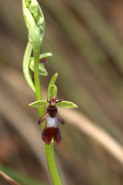 Orchidee sulle colline della citt.