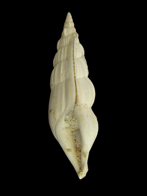 Strombidae toscano