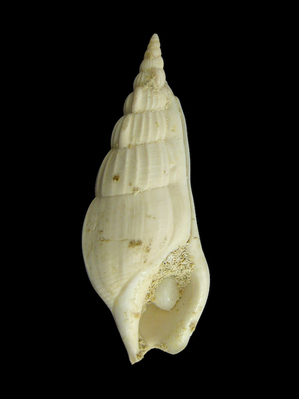 Strombidae toscano