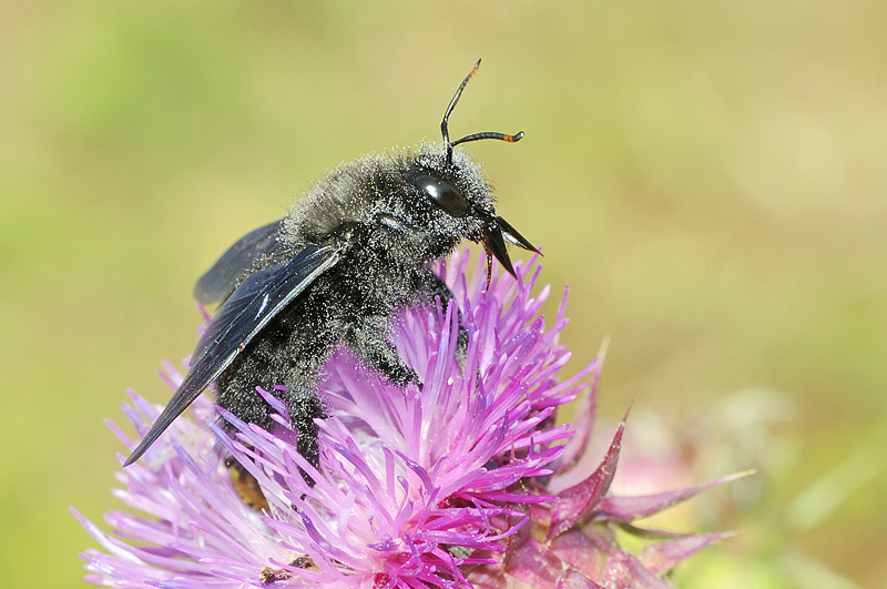 Maschio di Xilocopa violacea