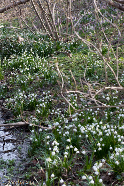 Campanellino di primavera & Campanellino estivo