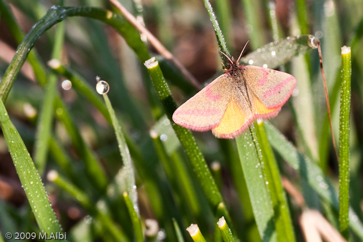 Lythria cruentaria? NO, Lythria purpuraria!