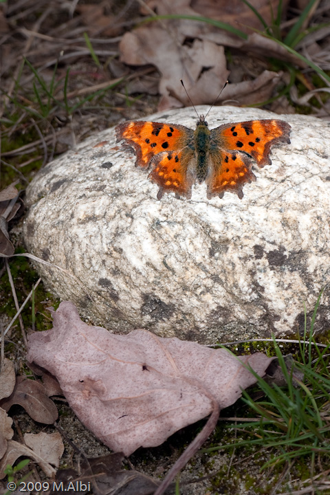 Polygonia egea