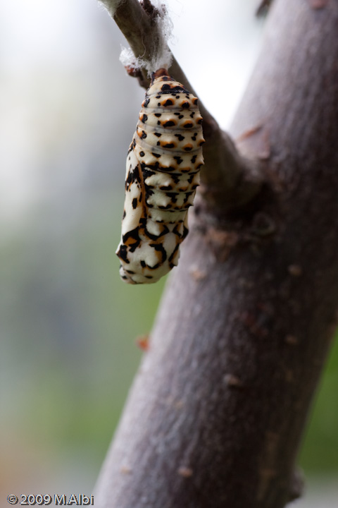 Melitaea didyma