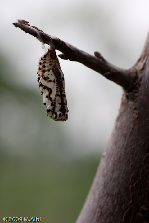 Melitaea didyma