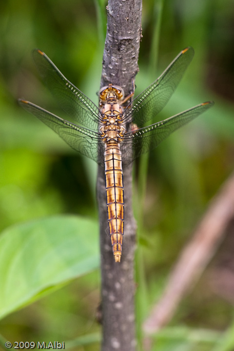 Orthetrum coerulescens femmina?