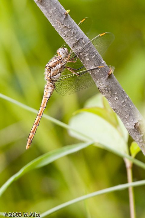 Orthetrum coerulescens femmina?