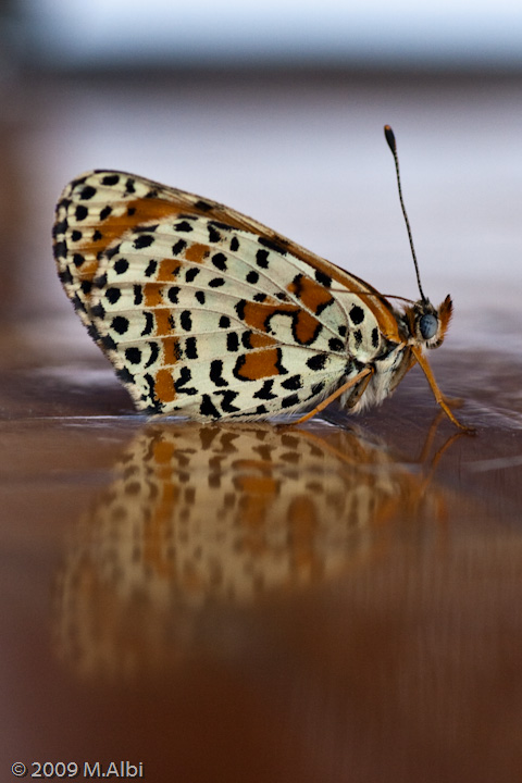 Melitaea didyma