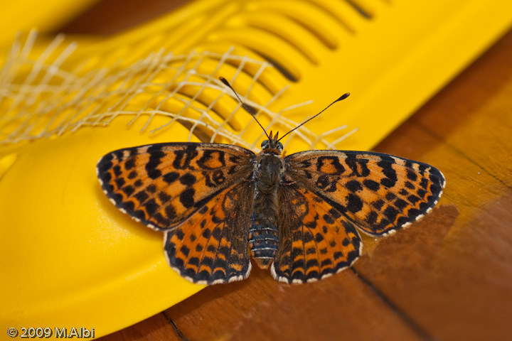 Melitaea didyma