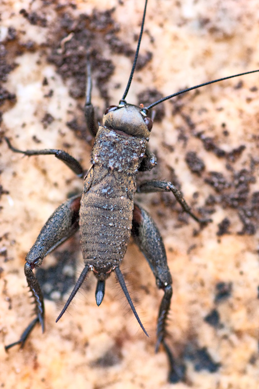 Melanogryllus desertus (ninfa)