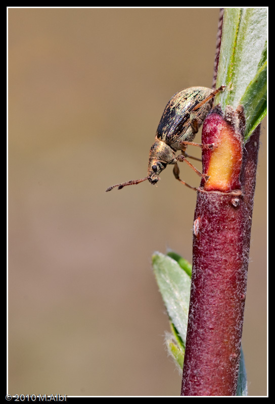 aiuto identificazione