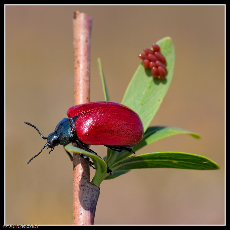 Chrysolina grossa? con uova? Chrysomela populi