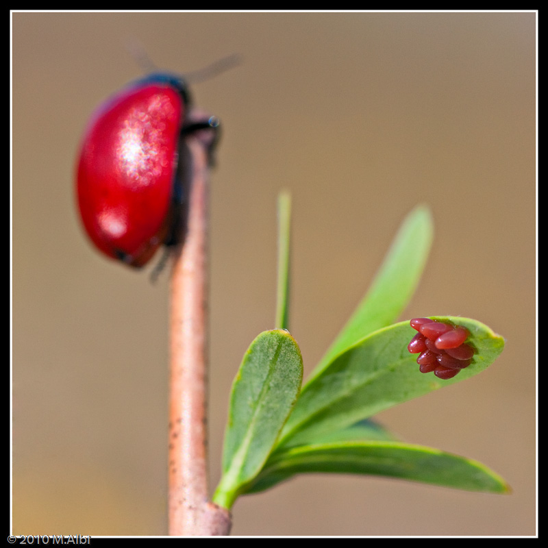 Chrysolina grossa? con uova? Chrysomela populi