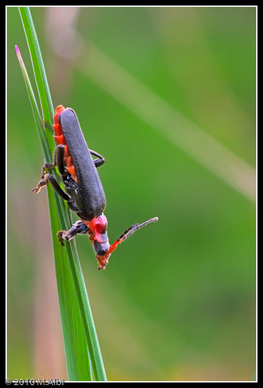 Cantharis?