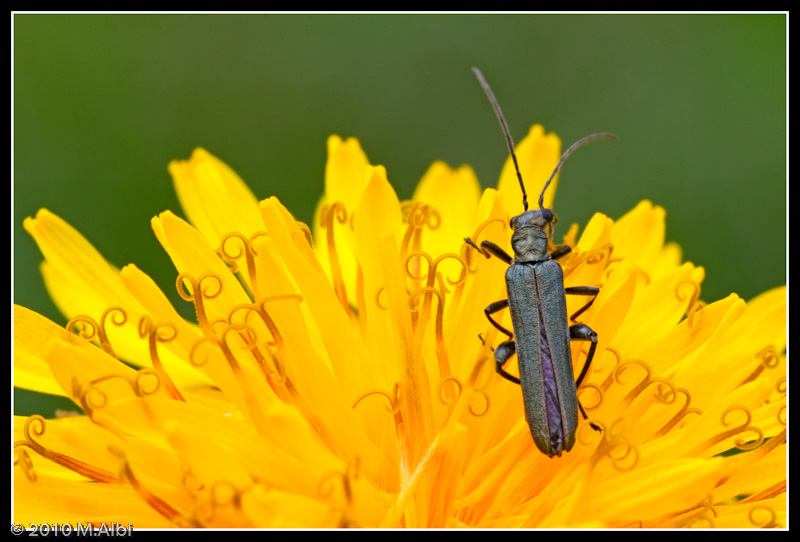 Oedemera nobilis femmina?