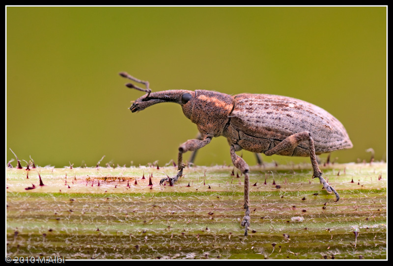 Curculionide si, ma quale? Lepyrus palustris