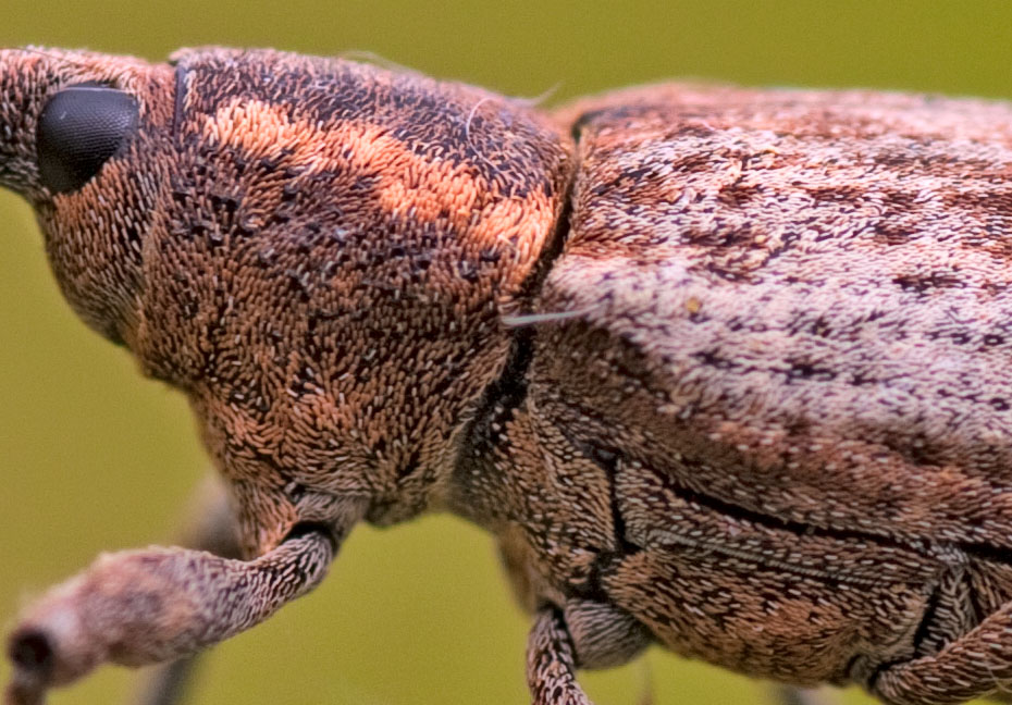 Curculionide si, ma quale? Lepyrus palustris