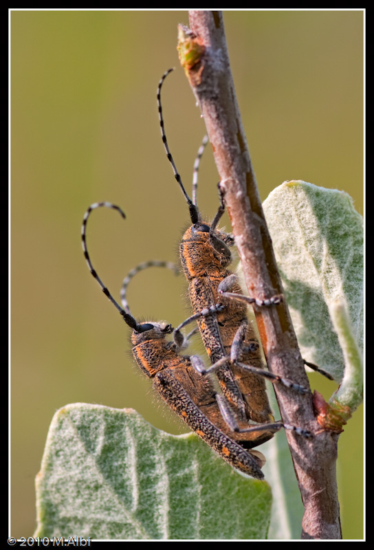 Agapanthia?? Saperda populnea