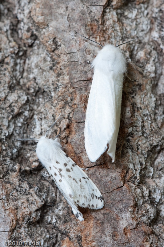 Falena da identificare