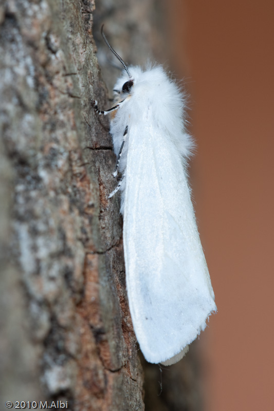 Falena da identificare