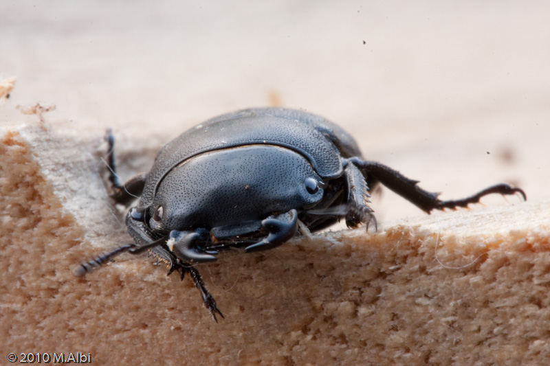 Dorcus parallelipipedus e larva